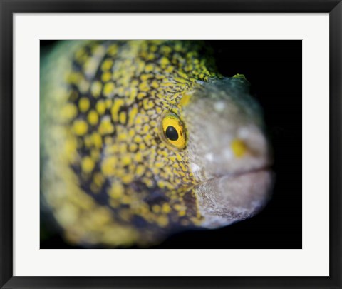 Framed Snowflake Moray Eel in Costa Rica Print