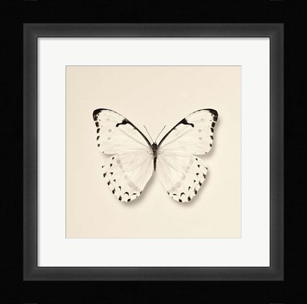 Framed Butterfly II Print