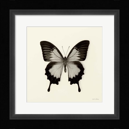 Framed Butterfly III Print