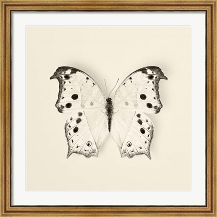 Framed Butterfly IV Print
