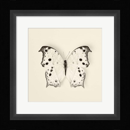 Framed Butterfly IV Print