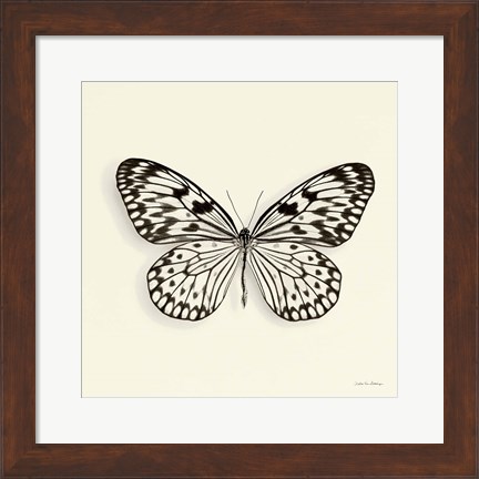 Framed Butterfly V Print