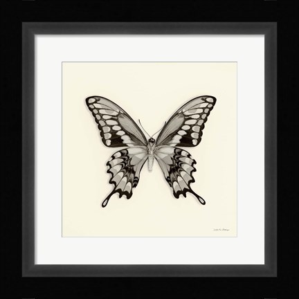 Framed Butterfly VI Print