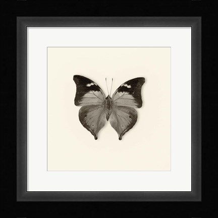 Framed Butterfly VII Print