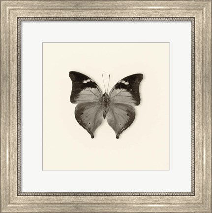 Framed Butterfly VII Print