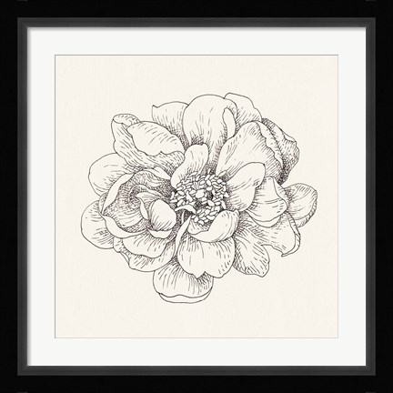 Framed Pen and Ink Florals IV Print
