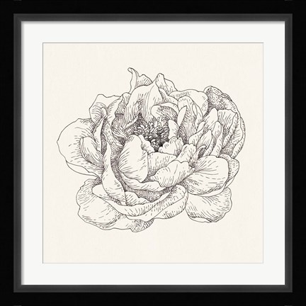 Framed Pen and Ink Florals V Print