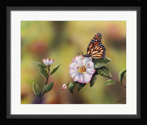 Framed Monarch With Camellia Print