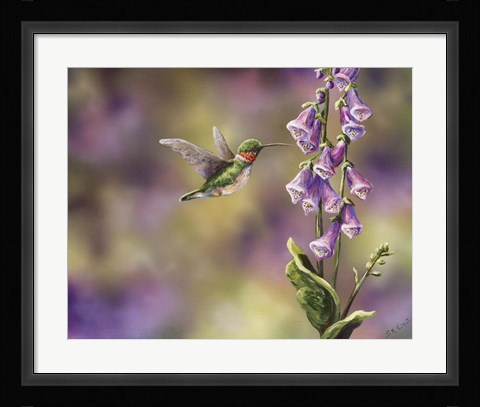 Framed Spring Hummingbird Print