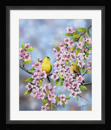 Framed Finches In Cherry Tree Print