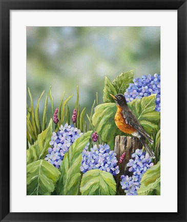 Framed Robin With Hydrangeas Print