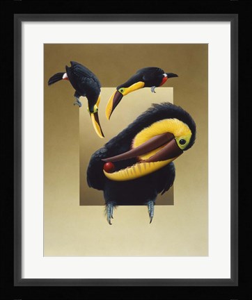 Framed Chestnut-Mandibled Toucans Print