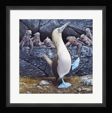 Framed Blue Footed Boobies Print
