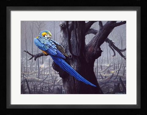 Framed Blue And Yellow Macaw In Burned Forest Print