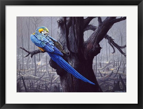 Framed Blue And Yellow Macaw In Burned Forest Print