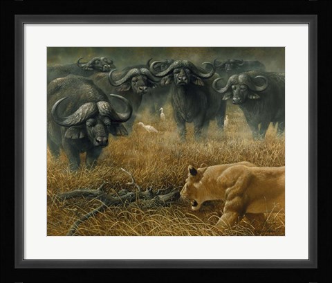 Framed Lioness And Cape Buffalos Print