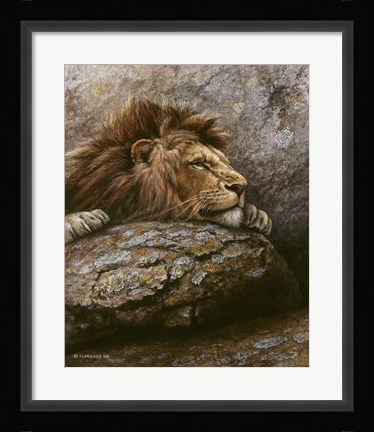 Framed Lion Male 2 Print