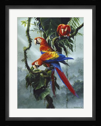 Framed Red And Yellow Macaws Print