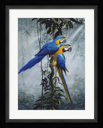 Framed Blue And Yellow Macaws 2 Print