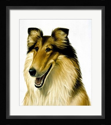 Framed Smiling Colli Print