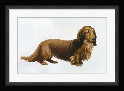 Framed Dachsund Print