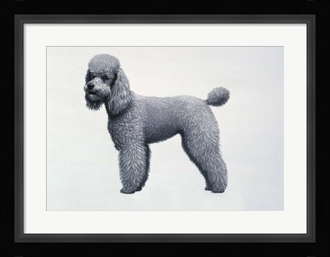 Framed Poodle Print