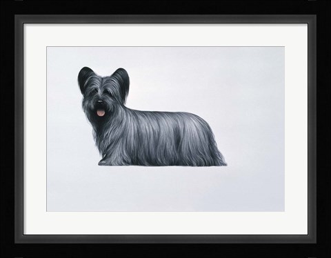 Framed Sky Terrier Print