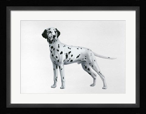 Framed Dalmatian Print