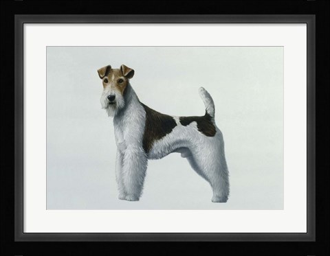 Framed Fox Terrier Print