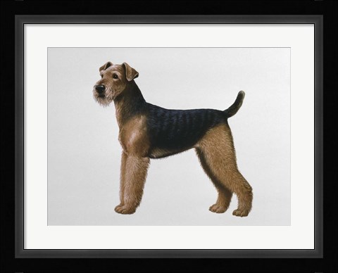 Framed Airdale Terrier Print
