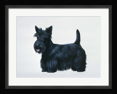 Framed Scottish Terrier Print
