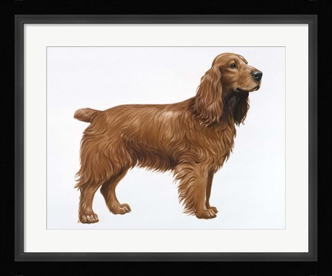 Framed Cocker Spaniel Print