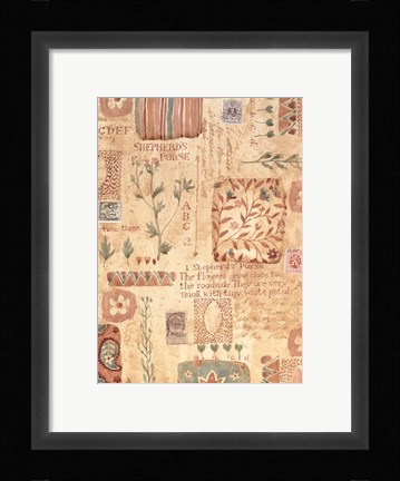 Framed Shepherd's Purse Print