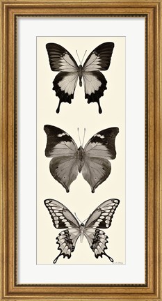Framed Butterfly BW Panel I Print