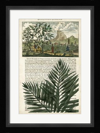 Framed Journal of the Tropics II Print
