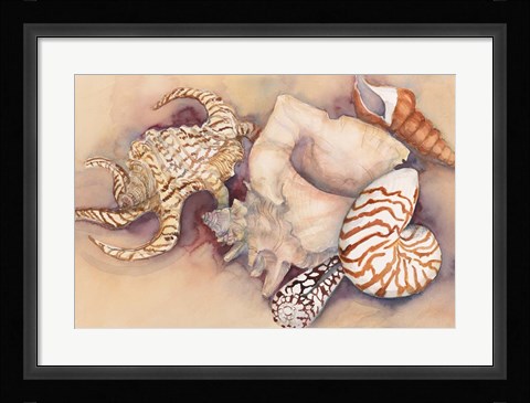 Framed Sea Shells Print