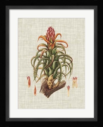 Framed Elegant Tropicals IV Print
