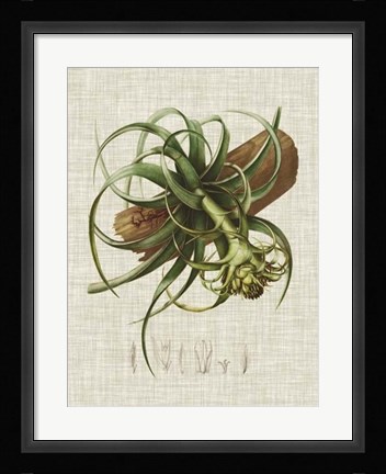 Framed Elegant Tropicals V Print