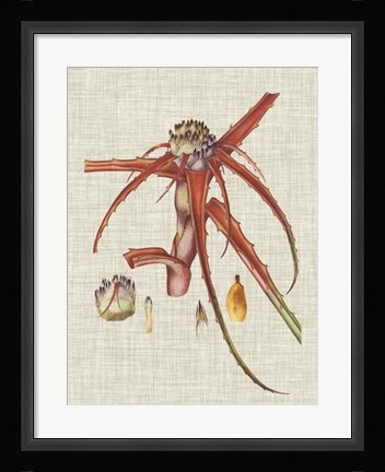 Framed Elegant Tropicals VI Print