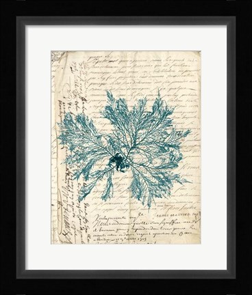 Framed Vintage Teal Seaweed VI Print
