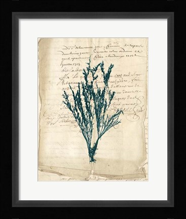 Framed Vintage Teal Seaweed VIII Print