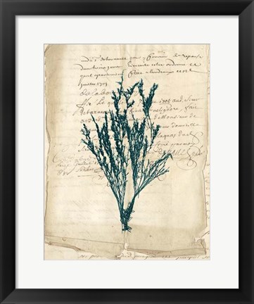 Framed Vintage Teal Seaweed VIII Print
