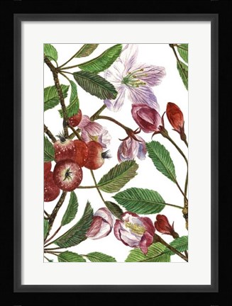 Framed Malus Melliana I Print