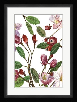 Framed Malus Melliana II Print