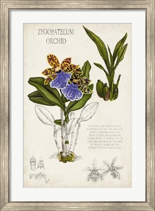 Framed Orchid Field Notes II Print