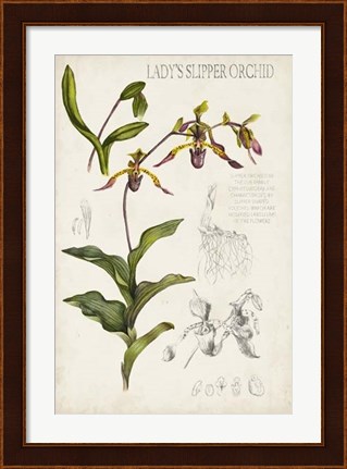 Framed Orchid Field Notes III Print