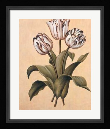 Framed Tulips II Print