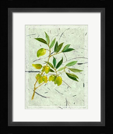 Framed Olives on Textured Paper II Print