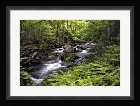 Framed Fern Bank Print