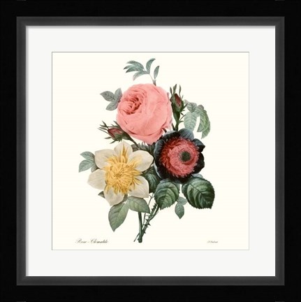 Framed Blushing Bouquet II Print